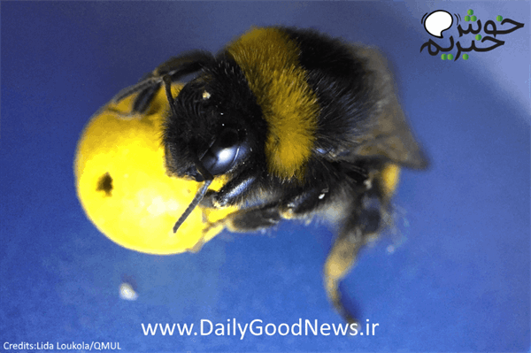 زنبورها گلف‌بازی می‌کنند