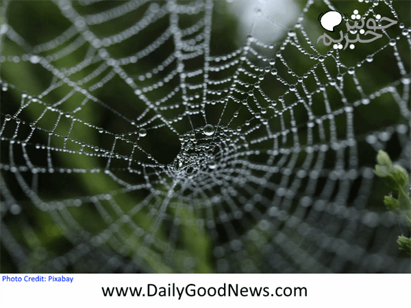 ساخت تار عنکبوت با باکتری