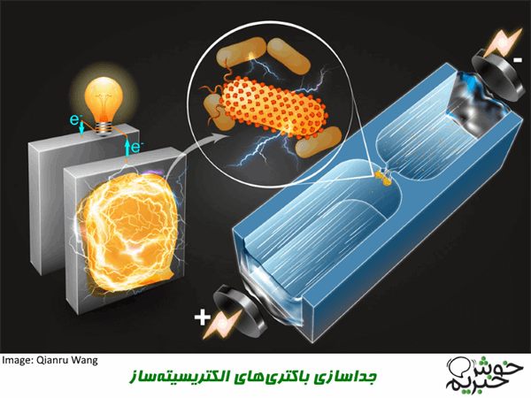 تولید برق از باکتری